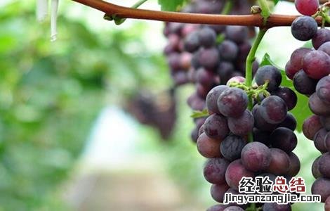 如何提高巨峰葡萄的品质 巨峰葡萄的缺点