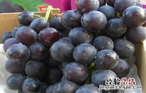 如何提高巨峰葡萄的品质 巨峰葡萄的缺点