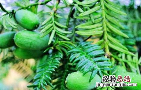 香榧种植的注意事项有哪些 香榧种植的注意事项