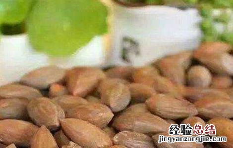 香榧种植的注意事项有哪些 香榧种植的注意事项