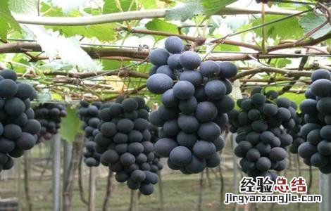 巨峰葡萄该怎么种 巨峰葡萄怎么种才甜