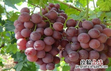 巨峰葡萄该怎么种 巨峰葡萄怎么种才甜