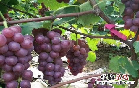 巨峰葡萄该怎么种 巨峰葡萄怎么种才甜