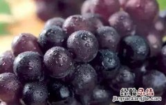 巨峰葡萄该怎么种 巨峰葡萄怎么种才甜
