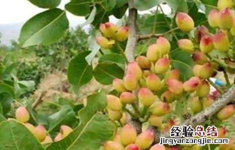 开心果种植要求 开心果树种植的注意事项