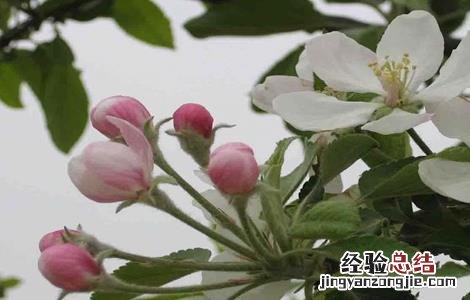 苹果树的高效施肥方法 苹果树的高效施肥方法是什么