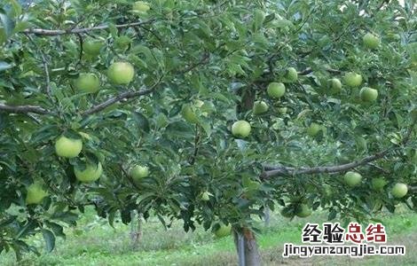 苹果树的高效施肥方法 苹果树的高效施肥方法是什么