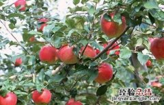 苹果树的高效施肥方法 苹果树的高效施肥方法是什么