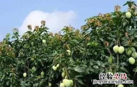 芒果高产种植技术 芒果高产栽培技术