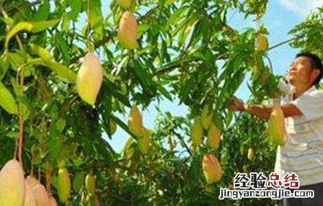 芒果高产种植技术 芒果高产栽培技术