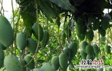 芒果高产种植技术 芒果高产栽培技术