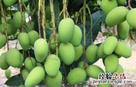 芒果高产种植技术 芒果高产栽培技术