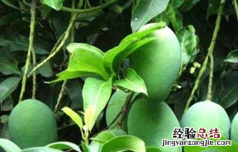 芒果高产种植技术 芒果高产栽培技术