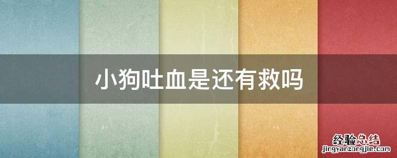小狗吐血是怎么了 小狗吐血是还有救吗
