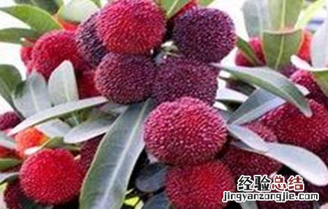 杨梅的种植技术及管理 杨梅的种植技术