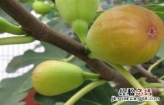 导致无花果落果的原因是 导致无花果落果的原因
