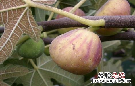 导致无花果落果的原因是 导致无花果落果的原因