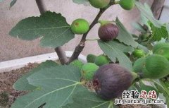 无花果缺氮怎么办 无花果 氮磷钾