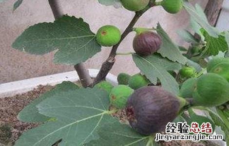 无花果缺氮怎么办 无花果 氮磷钾