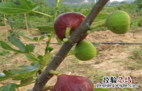 无花果缺氮怎么办 无花果 氮磷钾