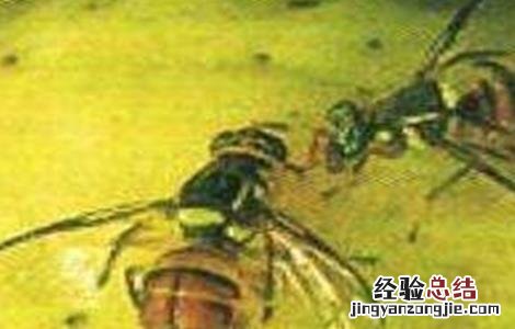 杨桃常见病虫害防治方法 杨桃病虫害图片与防治方法