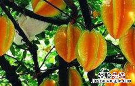 杨桃常见病虫害防治方法 杨桃病虫害图片与防治方法