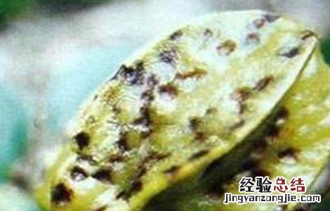 杨桃常见病虫害防治方法 杨桃病虫害图片与防治方法