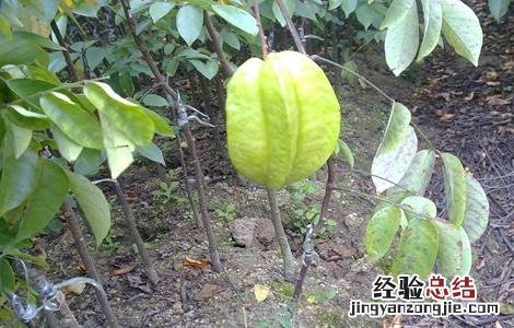 杨桃嫁接技术视频 杨桃嫁接技术