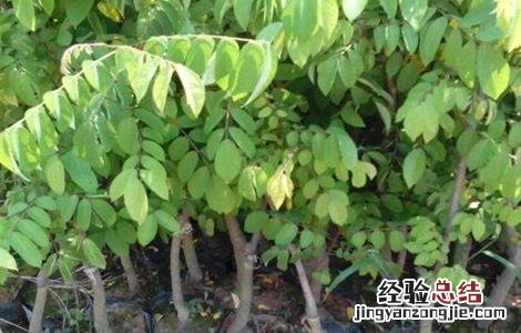 杨桃嫁接技术视频 杨桃嫁接技术
