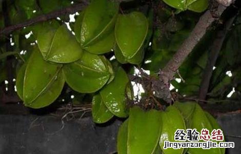 杨桃嫁接技术视频 杨桃嫁接技术