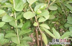 杨桃嫁接技术视频 杨桃嫁接技术