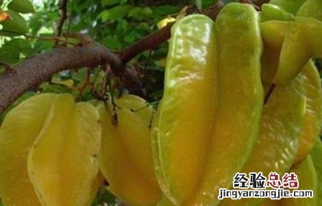 杨桃的高产种植技术 杨桃如何种植技术