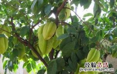 杨桃的高产种植技术 杨桃如何种植技术