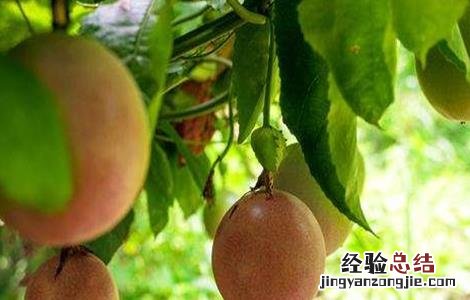 百香果种植的注意事项是什么 百香果种植的注意事项