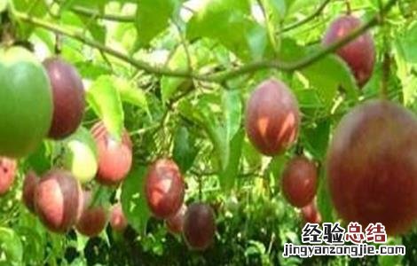 百香果种植的注意事项是什么 百香果种植的注意事项