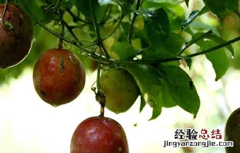 种植百香果怎么施肥最好 百香果高产施肥技巧