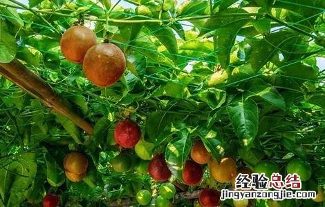 种植百香果怎么施肥最好 百香果高产施肥技巧