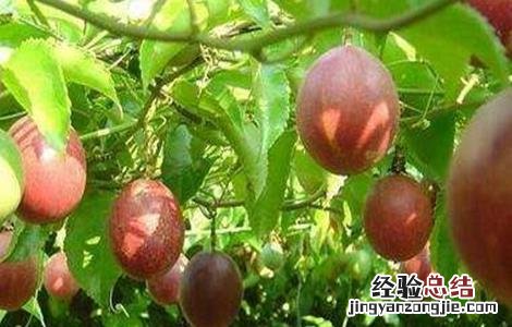 种植百香果怎么施肥最好 百香果高产施肥技巧