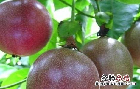 种植百香果怎么施肥最好 百香果高产施肥技巧