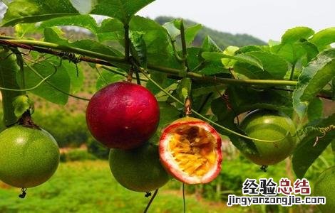 种植百香果怎么施肥最好 百香果高产施肥技巧