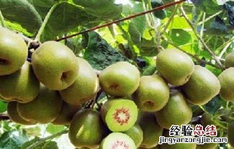 秋季猕猴桃管理 猕猴桃夏季的果园管理