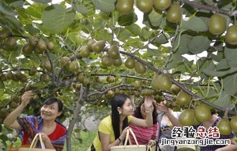 秋季猕猴桃管理 猕猴桃夏季的果园管理