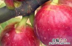无花果种植技术与管理 无花果的高产管理技术