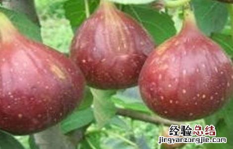 无花果种植技术与管理 无花果的高产管理技术
