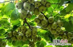 红心猕猴桃高产施肥方法 红心猕猴桃施肥技术