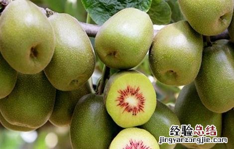 红心猕猴桃怎么种植出来的 红心猕猴桃该怎么种