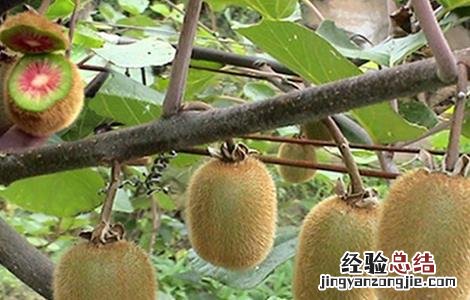 红心猕猴桃怎么种植出来的 红心猕猴桃该怎么种