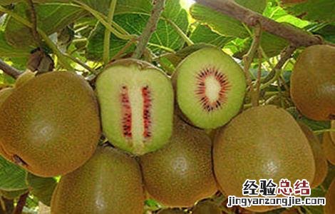 红心猕猴桃怎么种植出来的 红心猕猴桃该怎么种