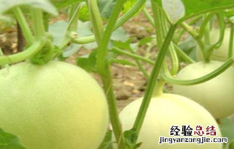 甜瓜裂瓜的原因及防治 甜瓜裂瓜怎么防治