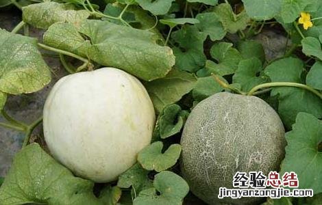 甜瓜裂瓜的原因及防治 甜瓜裂瓜怎么防治